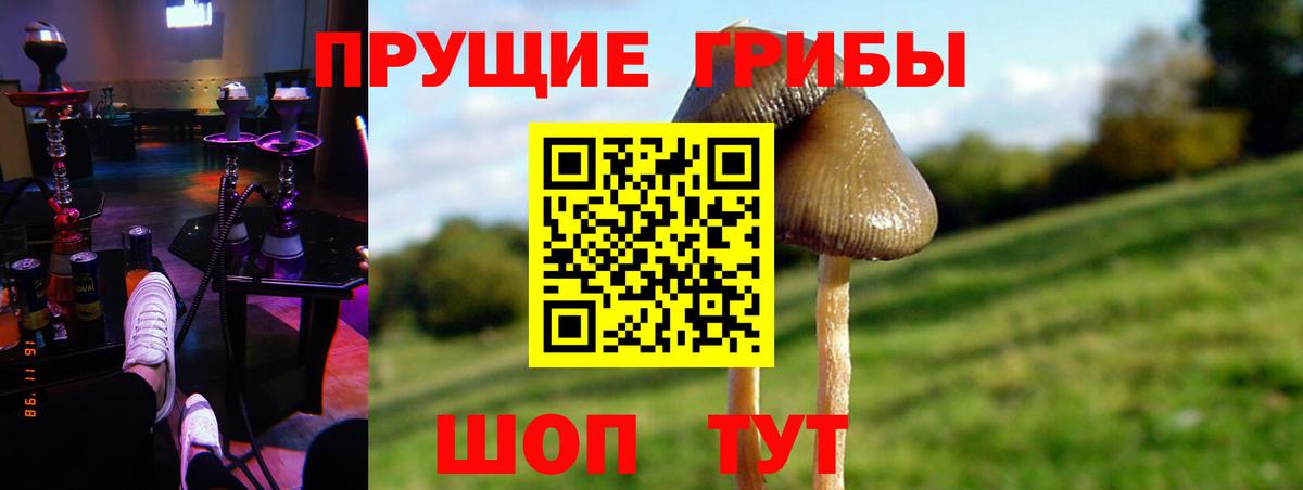 Галлюциногенные грибы GOLDEN TEACHER  Вход с VPN  Галлюциногенные грибы мицелий  Выборг 